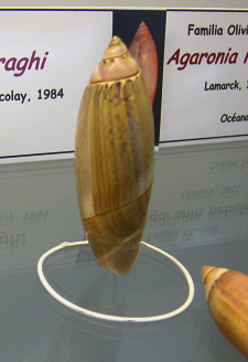 Agaronia biraghi, primer plano
                                  01