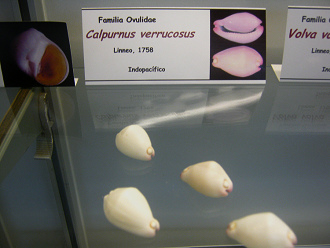 Calpurnus verrucosus