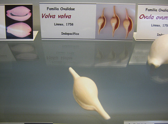 Volva
                          volva