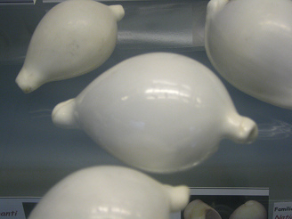 Ovula
                          ovum, primer plano