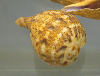 Ficus variegata, primer plano 02