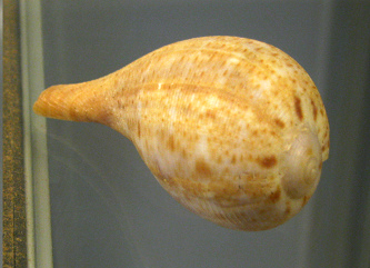 Ficus communis, primer plano