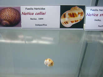 Natica
                          colliei