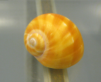 Natica stellata, primer plano 02