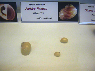 Natica
                          lineata
