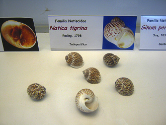 Natica
                          tigrina