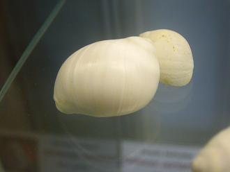 Polinices uber, primer plano