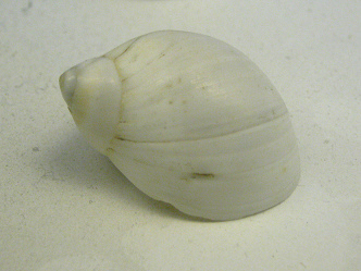 Polinices putealis, primer plano