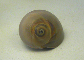 Polinices duplicata, primer plano 01