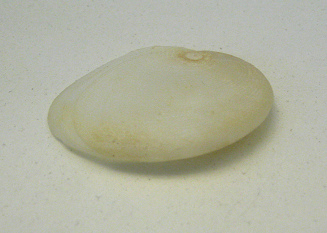 Sinum perspectivum, primer plano