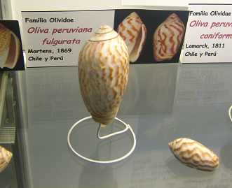 Oliva peruviana fulgurata
