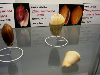 Oliva peruviana livida