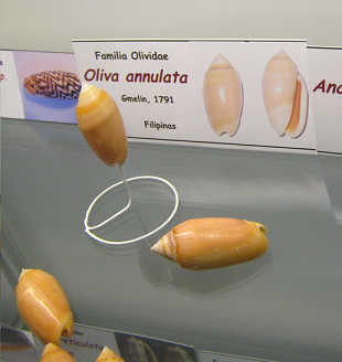 Oliva
                          annulata