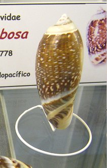 Oliva gibbosa, primer plano 01