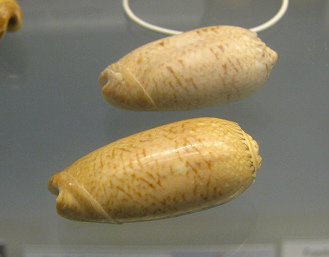 Oliva scripta caribaensis, primer plano