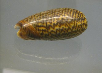 Oliva reticulata zebra, primer
                                  plano 02