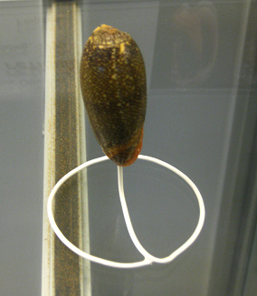 Oliva reticulata, primer plano