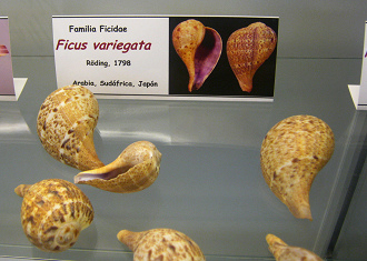 Ficus
                          variegata
