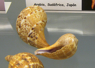 Ficus variegata, primer plano 01