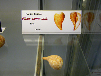 Ficus
                          communis