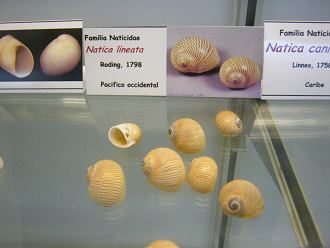 Natica
                          lineata