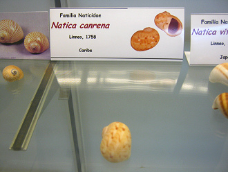 Natica
                          canrena