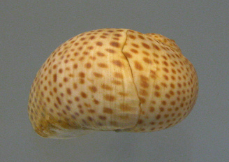 Natica stercusmuscarum, primer plano