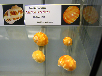 Natica stellata