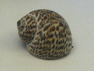 Natica tigrina, primer plano