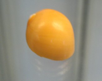 Polinices auriantus, primer plano