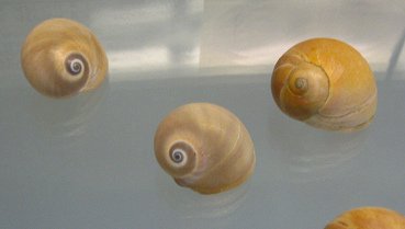 Polinices didyma, primer plano 01, grupo