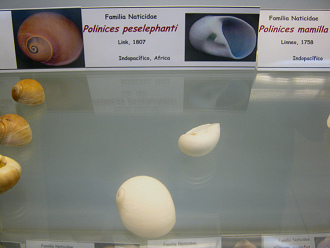 Polinices peselephanti