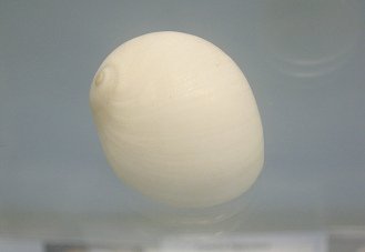 Polinices peselephanti, primer plano