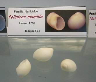 Polinices mamilla