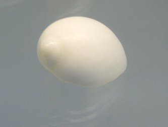 Polinices mamilla, primer plano