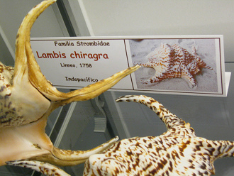 Lambis chiragra 01 placa