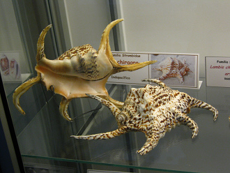 Lambis chiragra 02, vista total