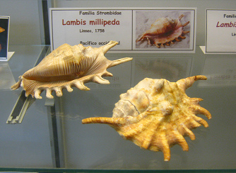 Lambis millipeda, vista total