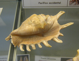 Lambis millipeda, vista total,
                                  primer plano 01