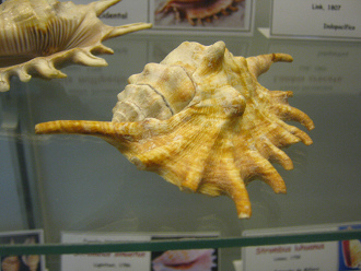 Lambis millipeda, vista total,
                                  primer plano 02