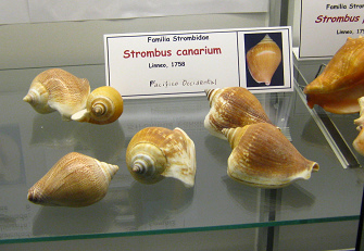 Strombus canarium