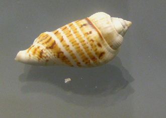 Strombus gibberelus, primer plano