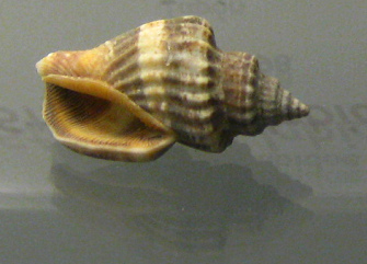 Strombus labiatus, primer plano 02