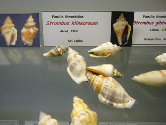 Strombus klineoreum