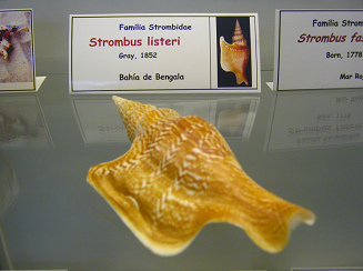 Strombus listeri