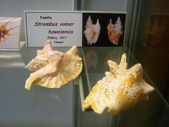 Strombus vomer hawaiensis 01