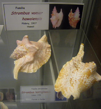 Strombus vomer hawaiensis 02