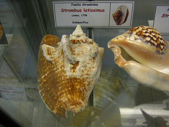 Strombus latissimus 02