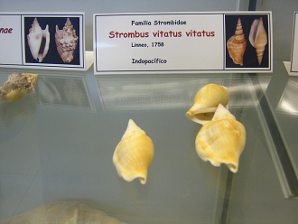 Strombus vitatus vitatus