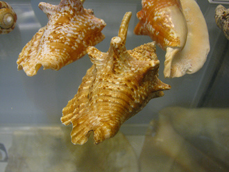 Strombus gallus, primer plano